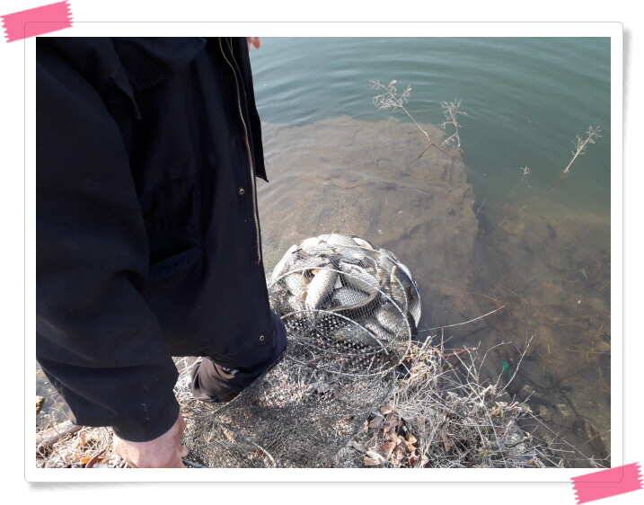 양평 수곡낚시터 주중조황 중상류권에서도 입질이 좋아집니다 (유료터정보 - 유료터점주조황)