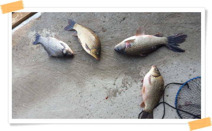 fish_pay_c1b09_052108_72640.jpg