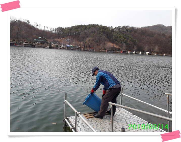 수곡낚시터 붕어 대량 방류 및 주중 조황 안내드립니다 (유료터정보 - 유료터점주조황)