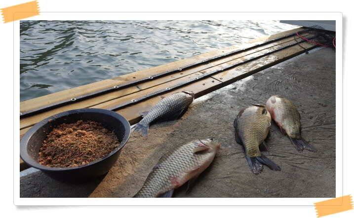 fish_pay_d7acb_052123_60144.jpg