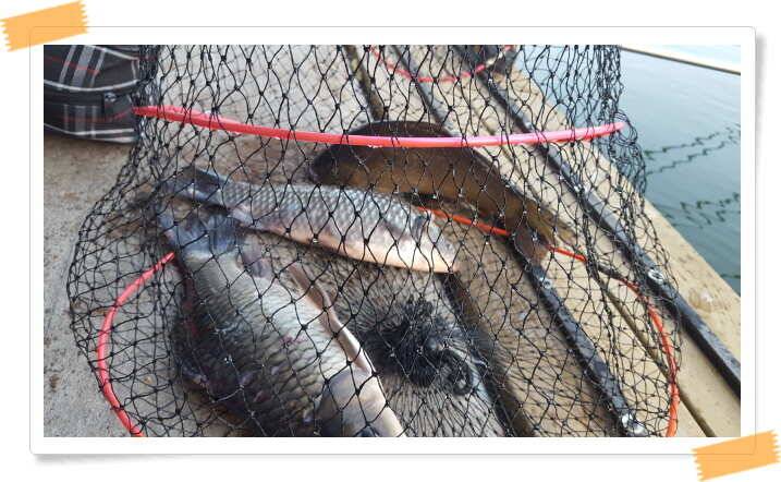fish_pay_dc4ce_052022_23790.jpg