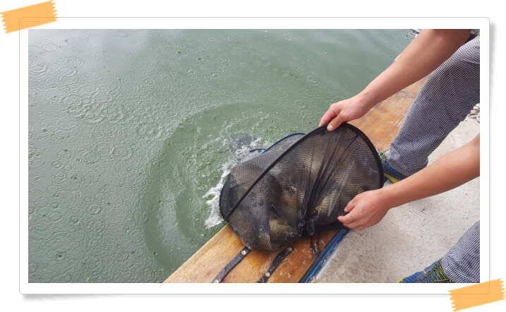 fish_pay_de2ef_121033_51410.jpg