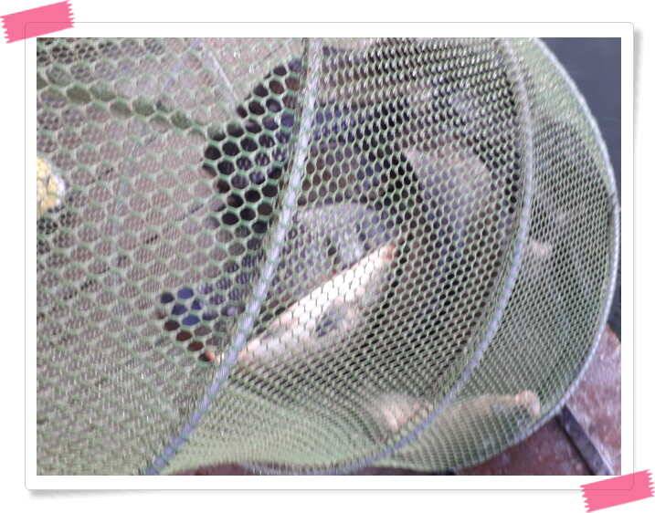 양평 수곡낚시터 붕어 102수의 조황이 나왔네요 (유료터정보 - 유료터점주조황)