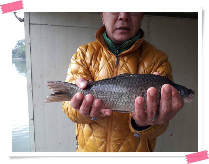 양평 수곡낚시터 주중조황및 핫팩증정 안내 (유료터정보 - 유료터점주조황)
