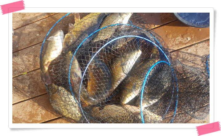 fish_pay_e8ee3_121735_37654.jpg