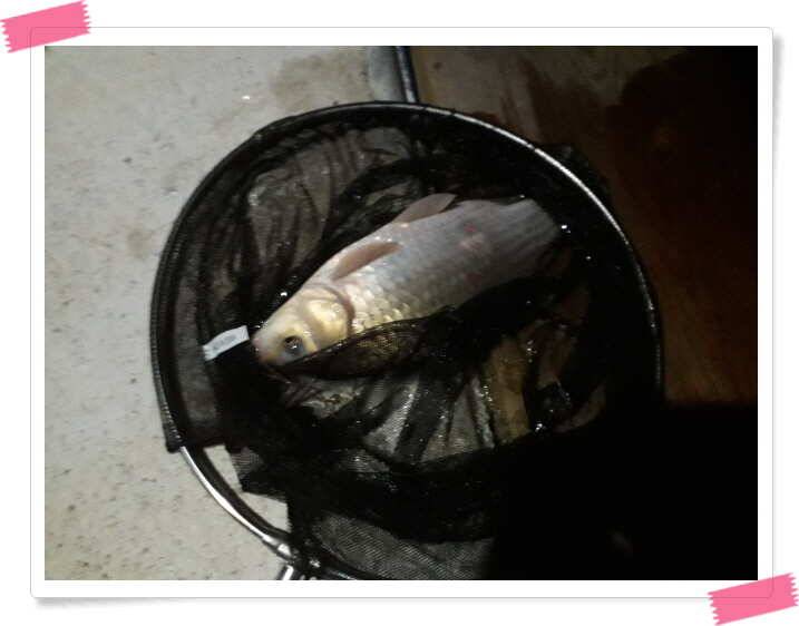 양평 수곡낚시터 어제도 조황이 좋았습니다 (유료터정보 - 유료터점주조황)