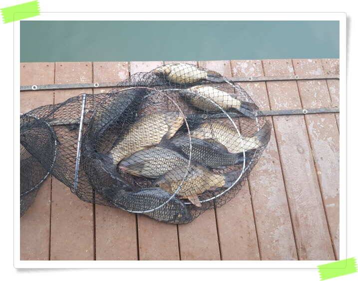양평 수곡낚시터 주중조황 좋아지고 있으며 노지잔교 물낚시 가능합니다 (유료터정보 - 유료터점주조황)