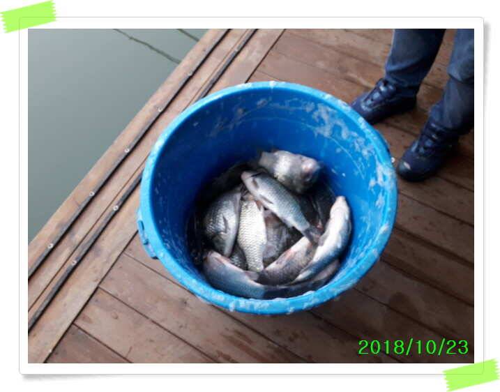 양평 수곡낚시터 대호만 자연산 토종붕어 대량방류 및 주중조황 (유료터정보 - 유료터점주조황)