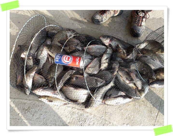 양평 수곡낚시터 주중 호조황및 좌대 사은 할인행사 안내 (유료터정보 - 유료터점주조황)