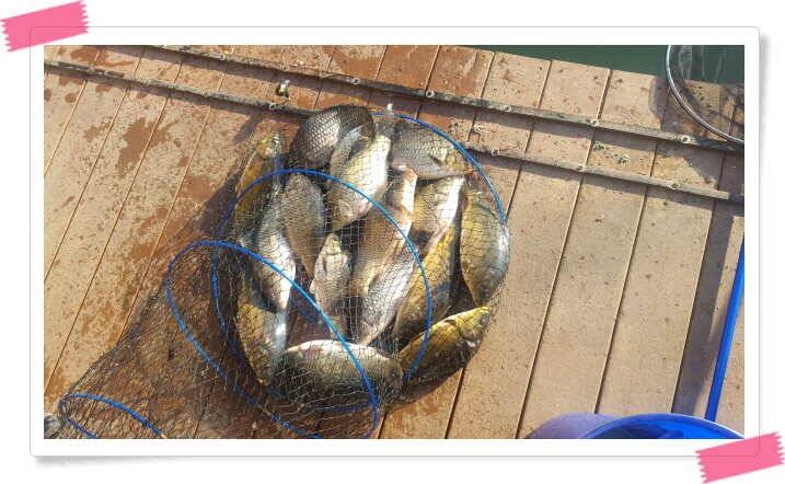 fish_pay_fd9a6_121707_54012.jpg