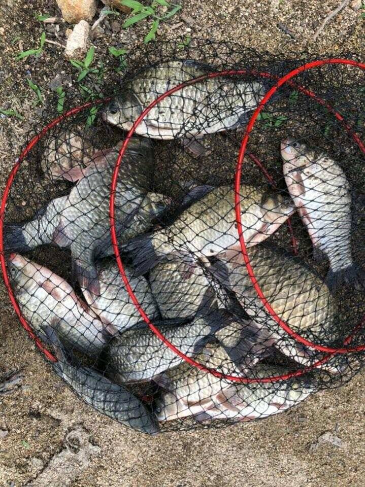 고삼지 때고기 조황입니다 (유료터정보 - 유료터점주조황)