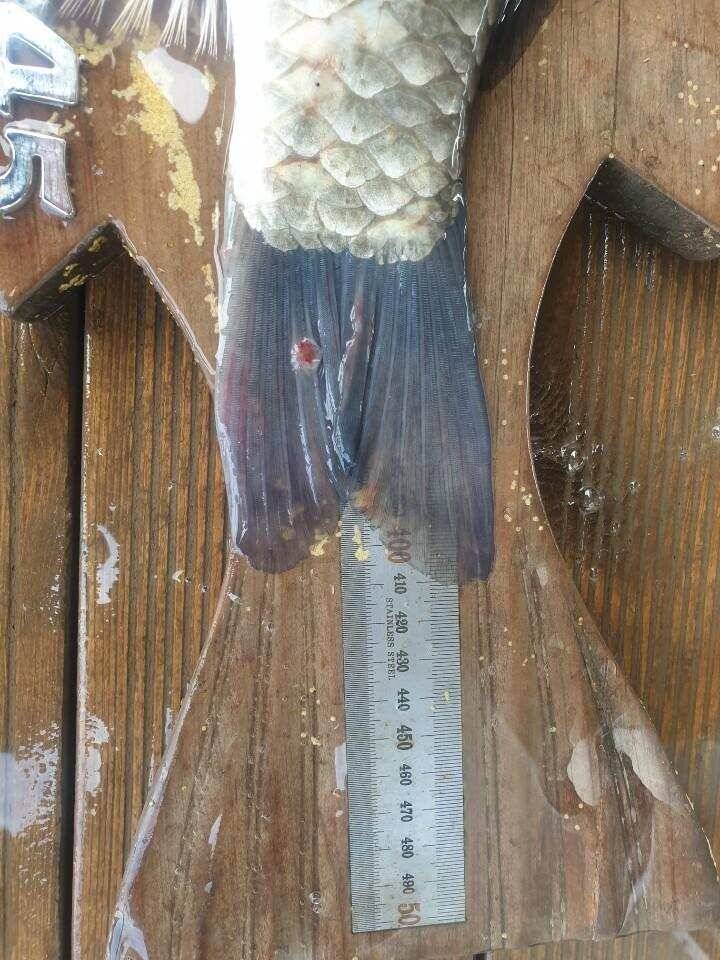 고삼지 배수안정권에 사짜붕어 조황입니다 (유료터정보 - 유료터점주조황)