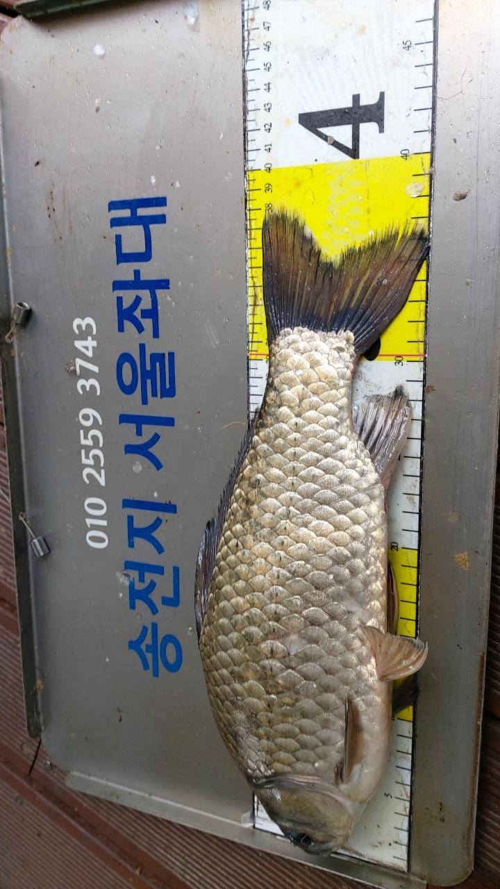 송전지서울좌대6월16일조황 (유료터정보 - 유료터점주조황)
