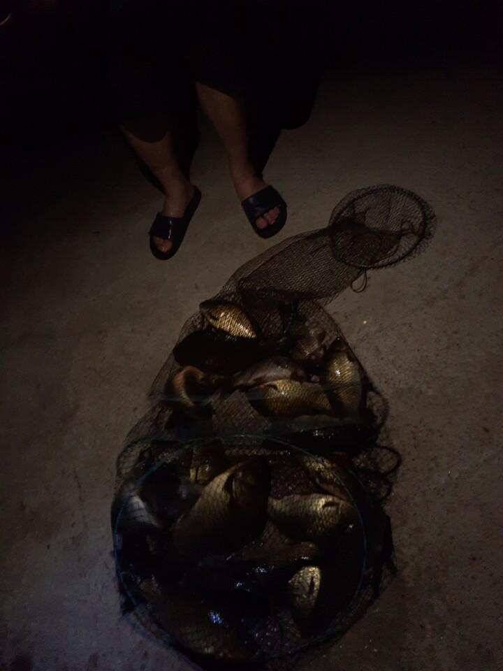 양평 낚시터 수곡낚시터 621 일요일 46cm 대물붕어 포함 씨알좋은 붕어들이 나와주네요 (유료터정보 - 유료터점주조황)