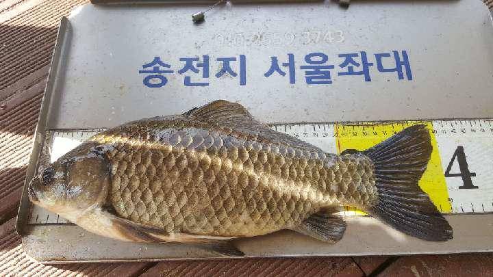송전지서울집좌대5월10일조황 (유료터정보 - 유료터점주조황)