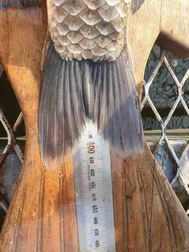 고삼지 최상류권 사짜붕어 다수 출몰 (유료터정보 - 유료터점주조황)