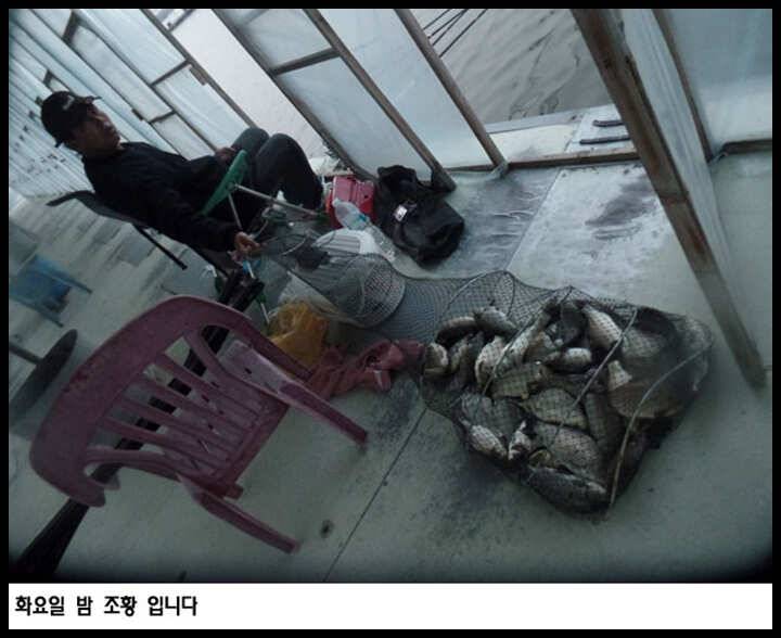 아산죽산지327일 화요일 밤 조황 입니다 (유료터정보 - 유료터점주조황)