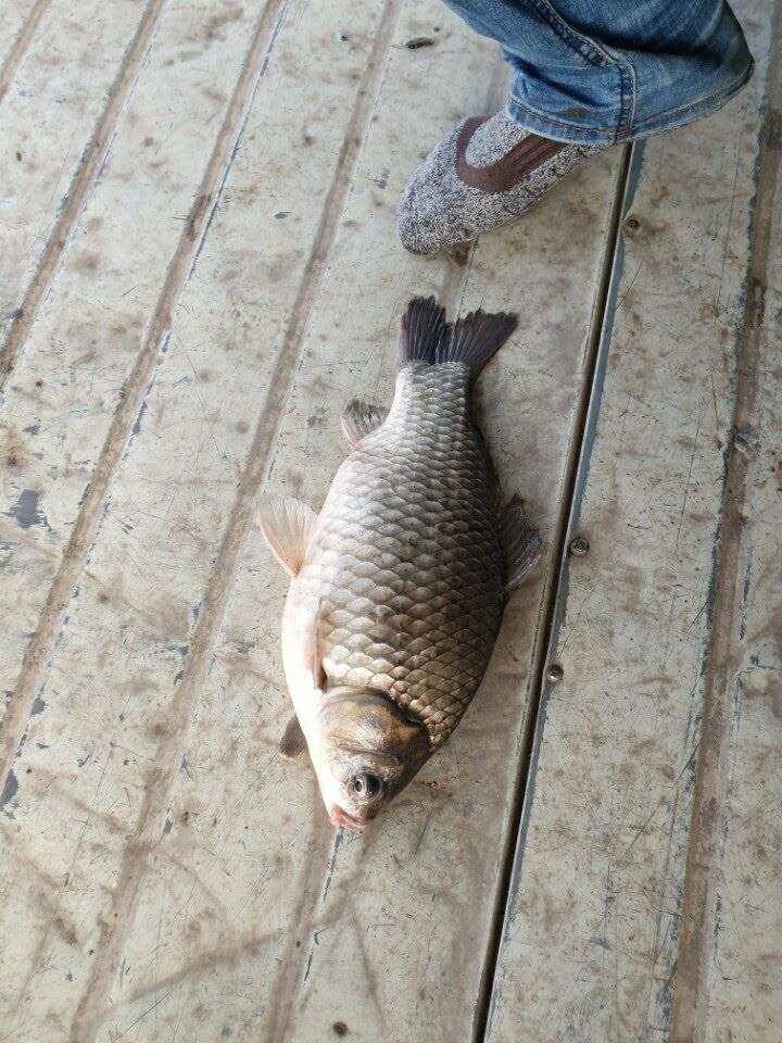 아산 안골지 44Cm 토종대물입니다 (유료터정보 - 유료터점주조황)