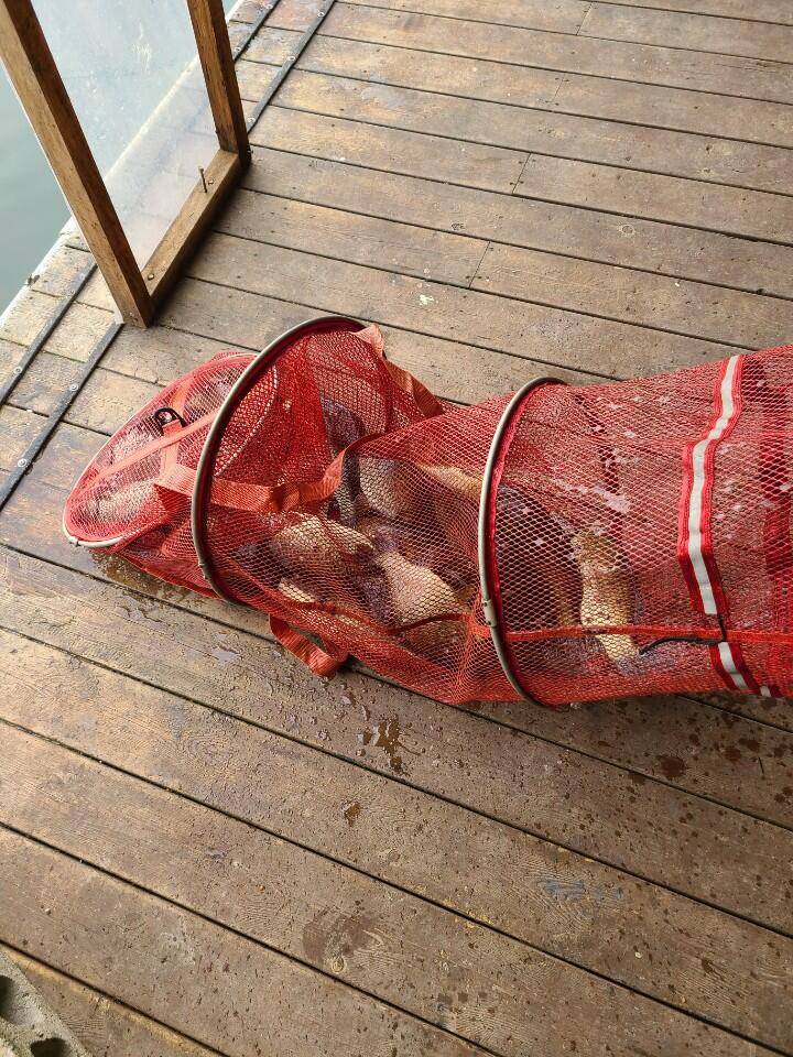 힐링양평 가을 수곡낚시터 월화요일 주초 조황 오늘 붕어방류 (유료터정보 - 유료터점주조황)