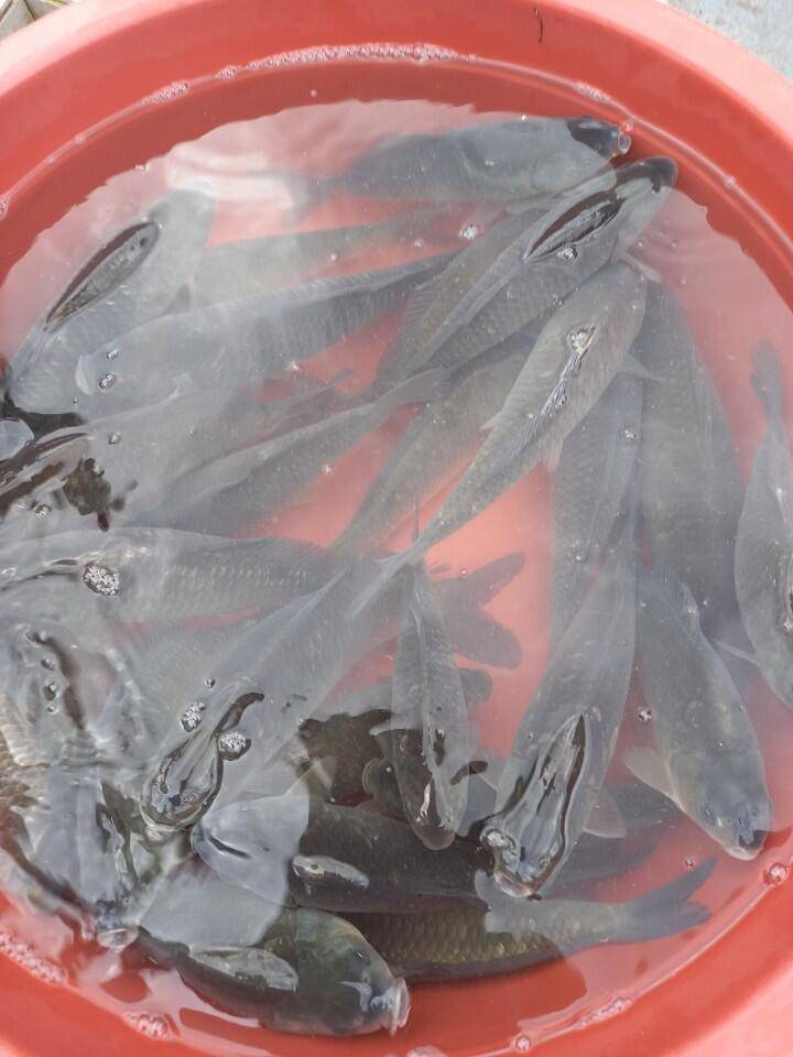 경주 삼괴정낚시터 1016일 조황상황 및 붕어방류 (유료터정보 - 유료터점주조황)