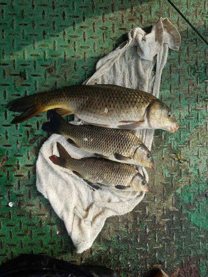 아산 안골지 연이어 4짜 소식입니다 (유료터정보 - 유료터점주조황)