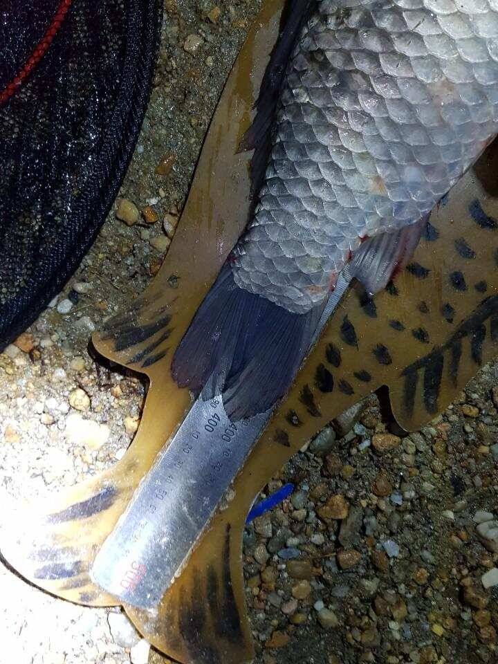 ◎ 토종 45cm 대박어망 ◎ (유료터정보 - 유료터점주조황)