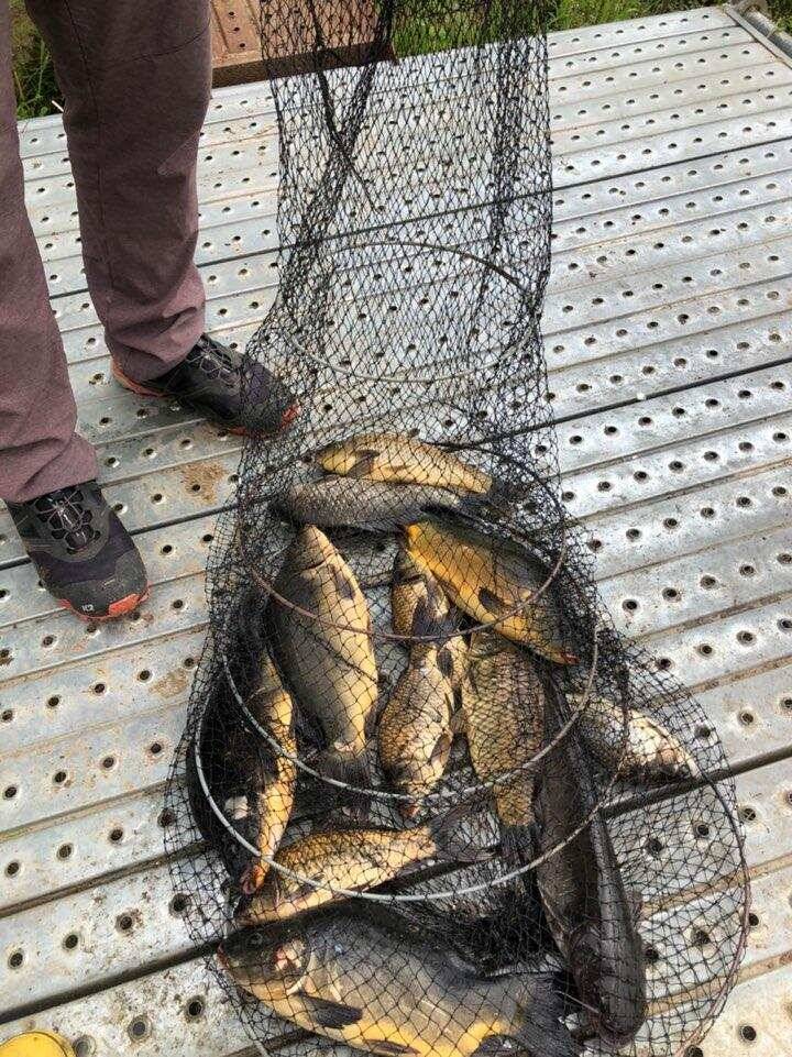 힐링 수곡낚시터 주초에도 고르게 조황이 나오며 오늘도 붕어방류 진행합니다 (유료터정보 - 유료터점주조황)