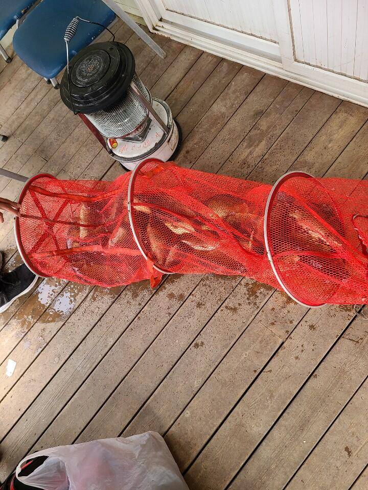 대물붕어 1호 시상 완료 수곡낚시터 수상좌대 할인 및 금일 붕어 방류 (유료터정보 - 유료터점주조황)