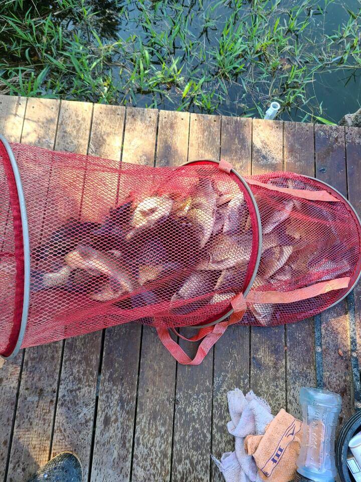 양평 힐링 수곡낚시터 넷재주 주말 조황 붕어방류 안내 (유료터정보 - 유료터점주조황)