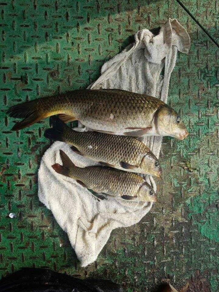 아산 안골지 연이어 4짜 소식입니다 (유료터정보 - 유료터점주조황)