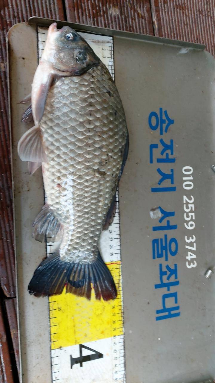 송전지서울좌대7월9일조황 (유료터정보 - 유료터점주조황)