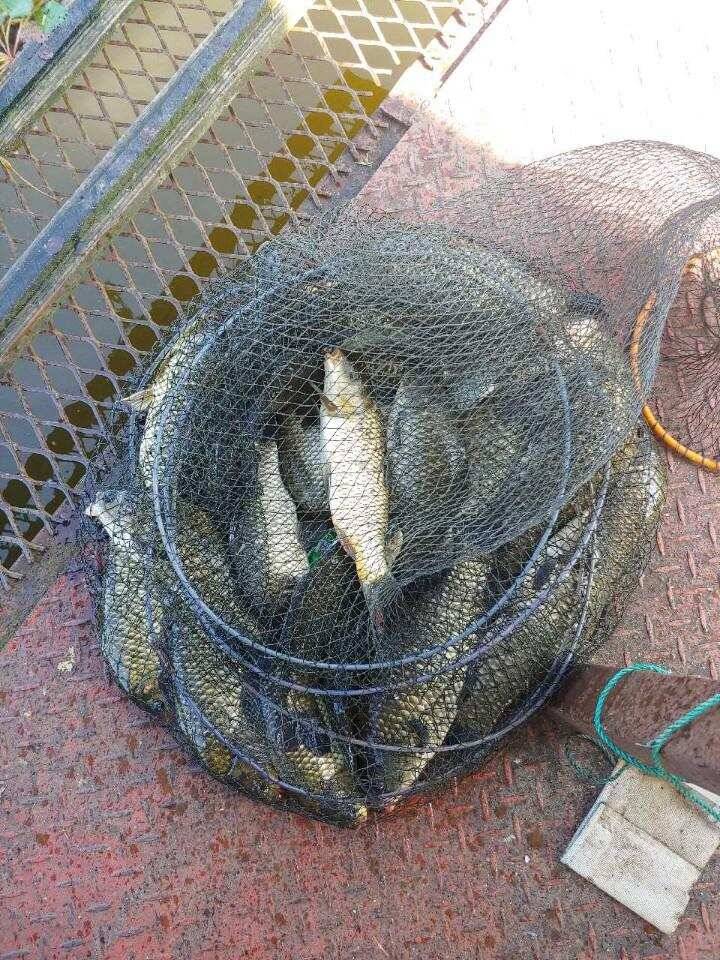 즐거운 가족 낚시터 용인 통삼낚시터 입니다 (유료터정보 - 유료터점주조황)