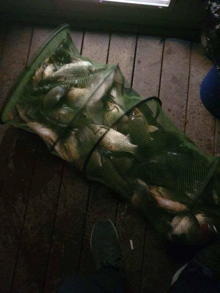 피서낚시 양평 수곡낚시터 월요일 주초조황 및 금일 붕어방류 완료 (유료터정보 - 유료터점주조황)