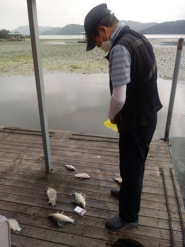 예당저수지 대양좌대 2020년 08월 1617일 금일조황 (유료터정보 - 유료터점주조황)