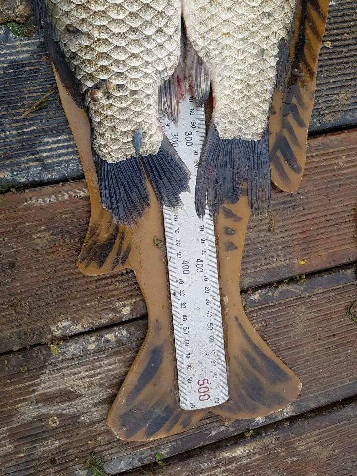◎ 토종 45cm 대박어망 ◎ (유료터정보 - 유료터점주조황)