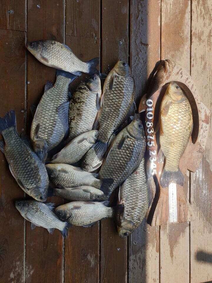 고삼지 배수안정권에 마리수 조황 (유료터정보 - 유료터점주조황)