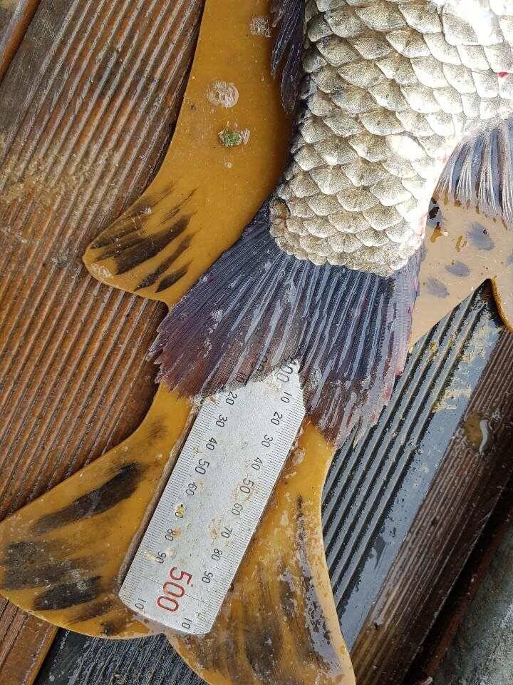 ◎ 하루에 43cm 토종 3마리 그리고 4짜 ◎ (유료터정보 - 유료터점주조황)