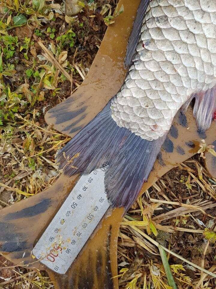 ◎ 하루에 43cm 토종 3마리 그리고 4짜 ◎ (유료터정보 - 유료터점주조황)