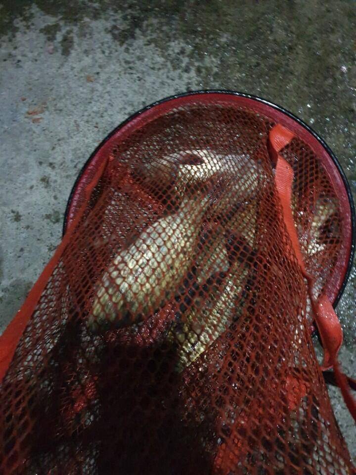 수곡낚시터 동절기 수상좌대 할인행사 실시 및 주말 조황 붕어 방류 (유료터정보 - 유료터점주조황)