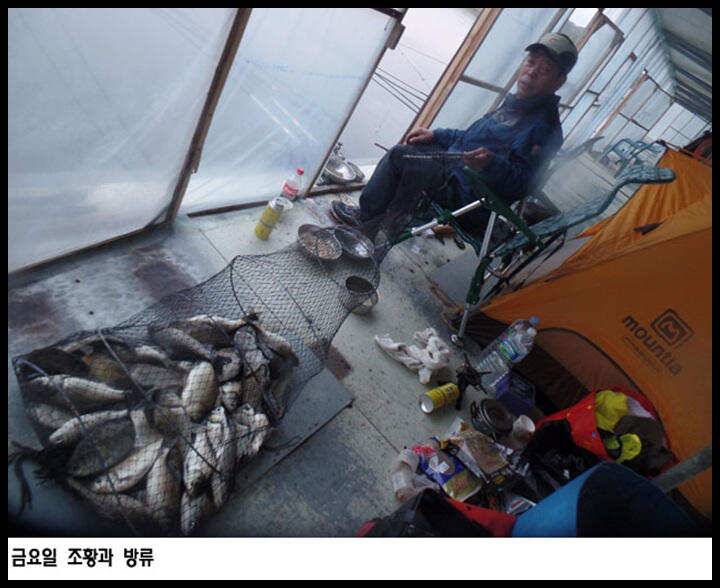 아산죽산지426일 목요일 조황과 방류 (유료터정보 - 유료터점주조황)