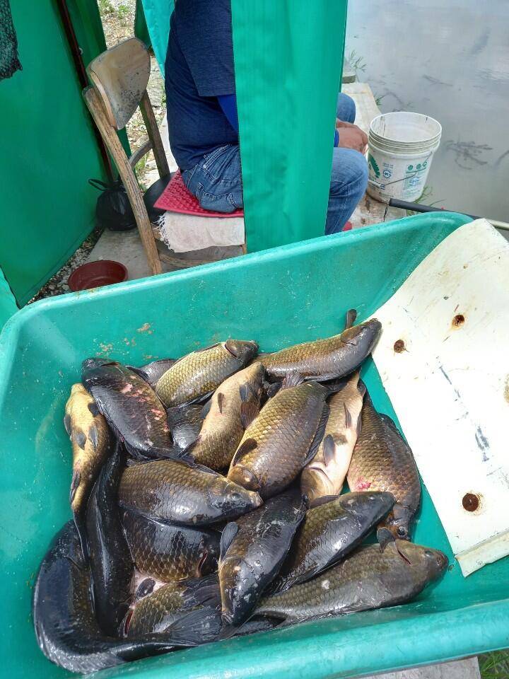 경주삼괴정낚시터 87일 조황상황 (유료터정보 - 유료터점주조황)