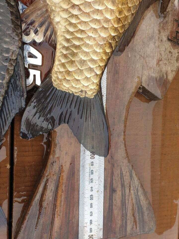 고삼지 최상류 황금빛 사짜붕어 행렬 (유료터정보 - 유료터점주조황)