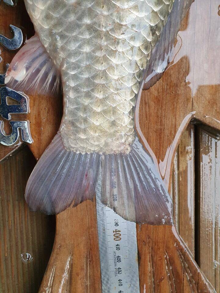 고삼지 상류권 양촌좌대포인트 조황입니다 (유료터정보 - 유료터점주조황)