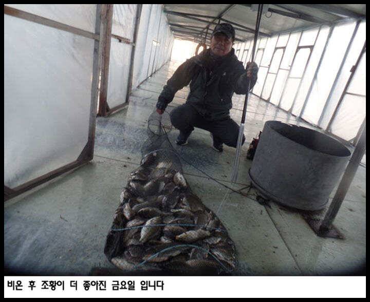 아산죽산지427일 비온 후 조황이 더 좋아진 금요일 입니다 (유료터정보 - 유료터점주조황)