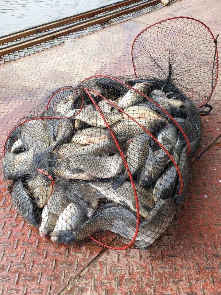 가까운 용인 통삼낚시터 조황입니다 (유료터정보 - 유료터점주조황)