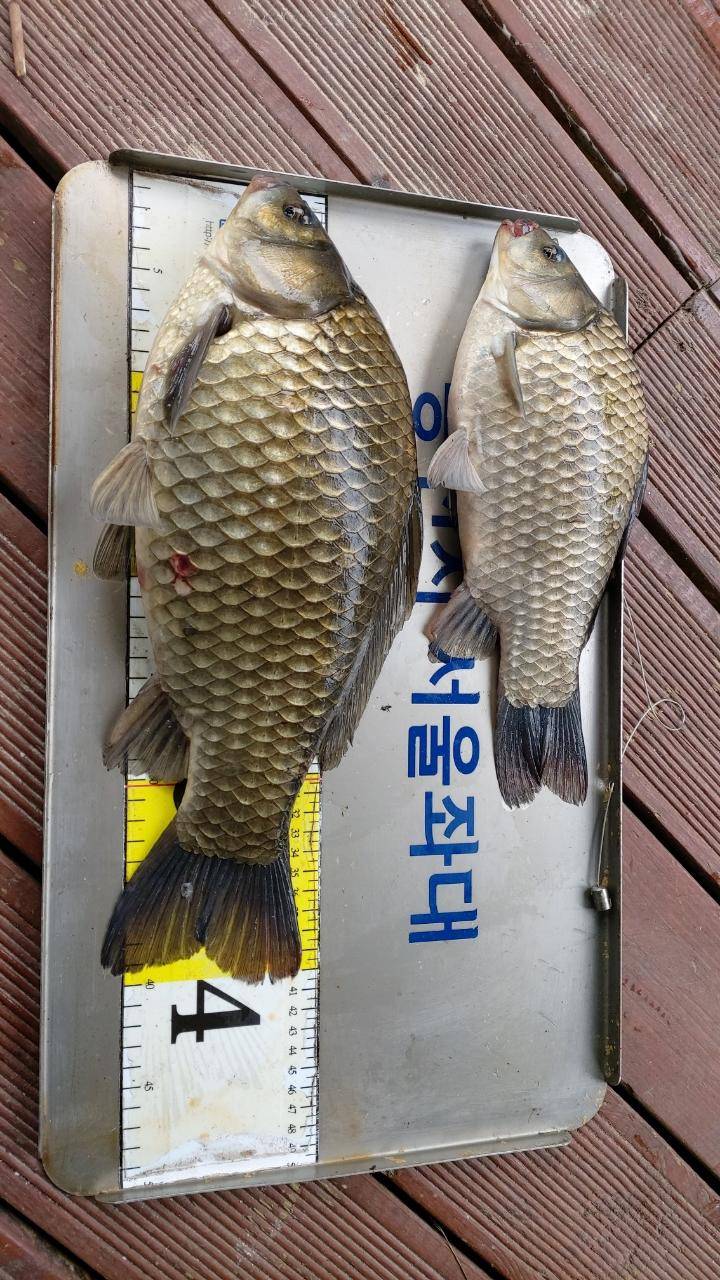 서울좌대에연속대박4짜와대물들 (유료터정보 - 유료터점주조황)