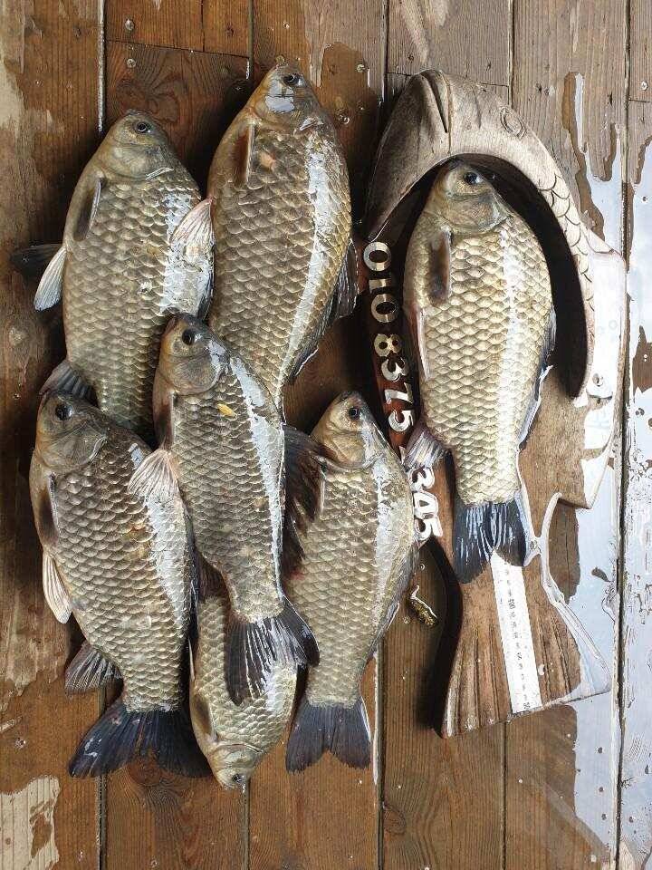 고삼지 상류권 마리수 조황입니다 (유료터정보 - 유료터점주조황)