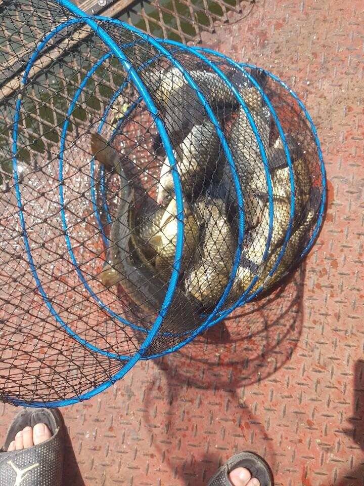 즐거운 가족 낚시터 용인 통삼낚시터 입니다 (유료터정보 - 유료터점주조황)