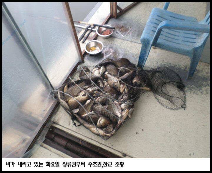 아산죽산지424일 화요일 상류권부터 수초권잔교 조황 (유료터정보 - 유료터점주조황)