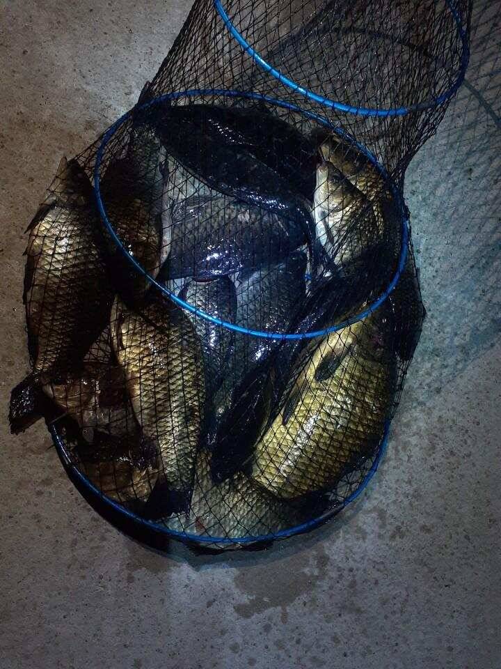 양평 낚시터 수곡낚시터 621 일요일 46cm 대물붕어 포함 씨알좋은 붕어들이 나와주네요 (유료터정보 - 유료터점주조황)